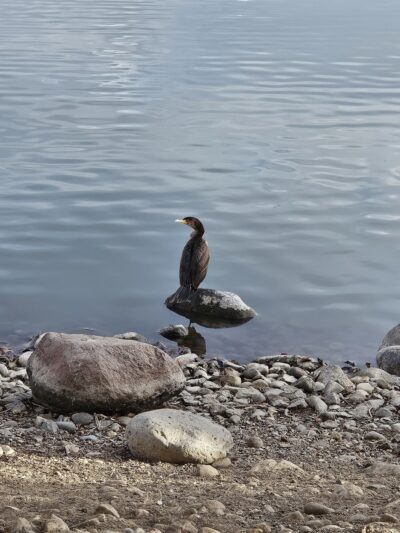 Virginia Lake Park - Reno, NV