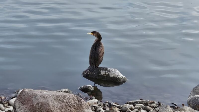 Virginia Lake Park - Reno, NV
