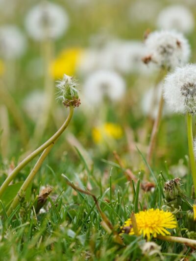 Wheatland Park - Reno, NV