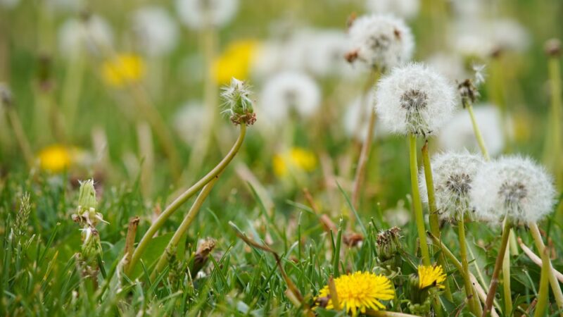 Wheatland Park - Reno, NV