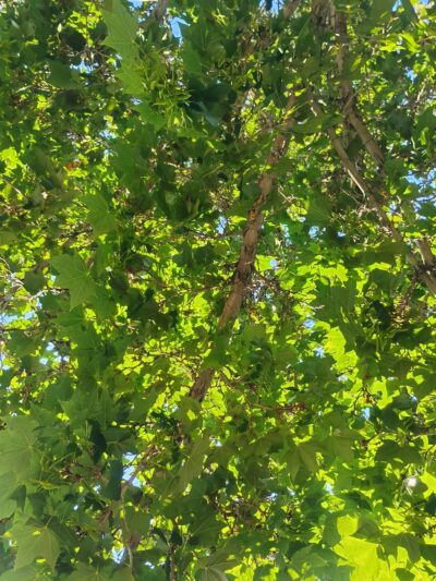 Wilkinson Park - Reno, NV