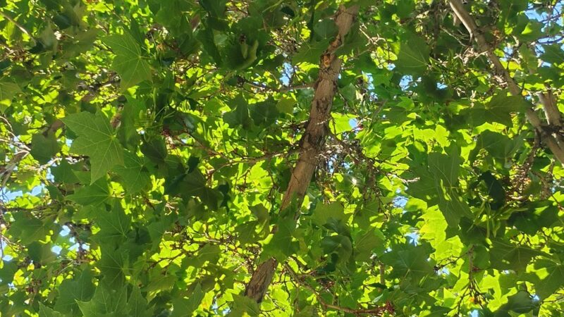 Wilkinson Park - Reno, NV