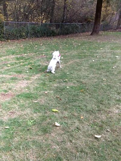 Maplewood Park - Renton, WA