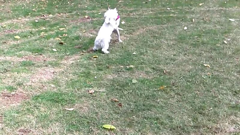 Maplewood Park - Renton, WA