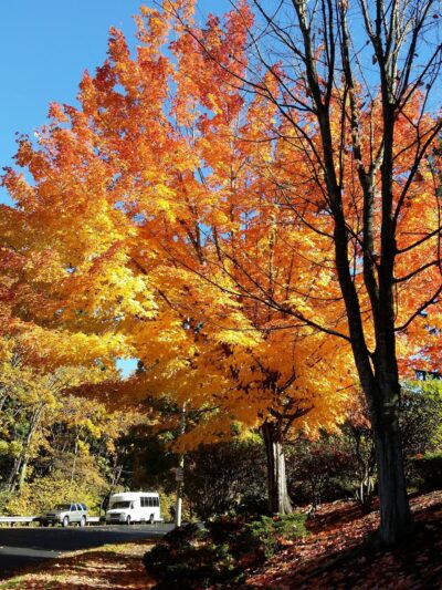 Windsor Hills Park - Renton, WA