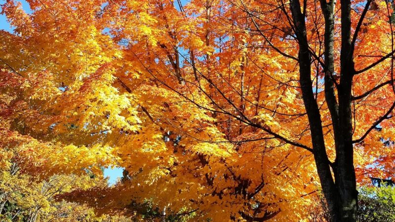 Windsor Hills Park - Renton, WA