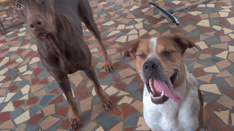 Send Rover Over - Reserve, LA