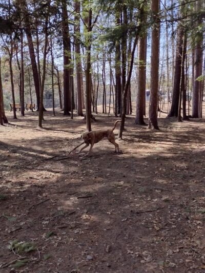 Shepard Dog Park - Rhinelander, WI