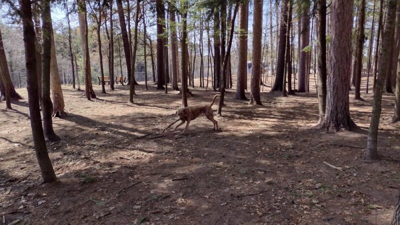Shepard Dog Park - Rhinelander, WI