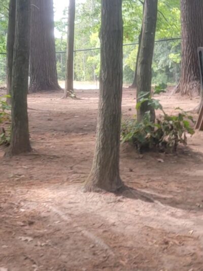 Shepard Dog Park - Rhinelander, WI