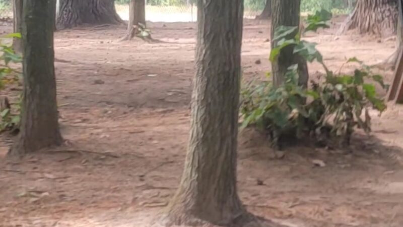 Shepard Dog Park - Rhinelander, WI