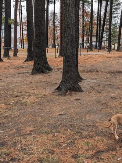 Shepard Dog Park - Rhinelander, WI