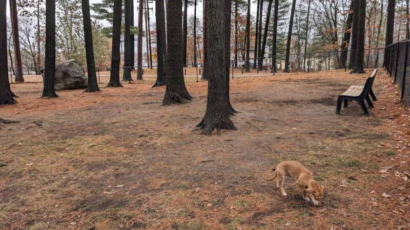 Shepard Dog Park - Rhinelander, WI