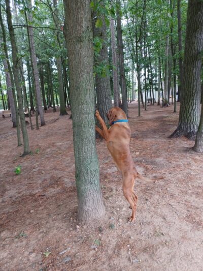Shepard Dog Park - Rhinelander, WI