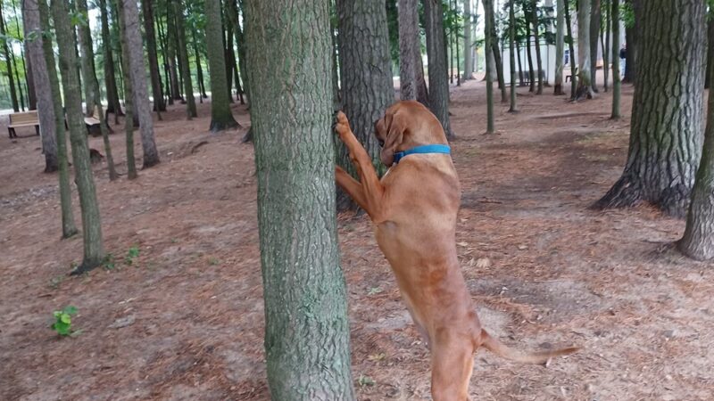 Shepard Dog Park - Rhinelander, WI