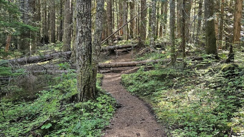 Burnt Lake Trailhead (North) - Rhododendron, OR