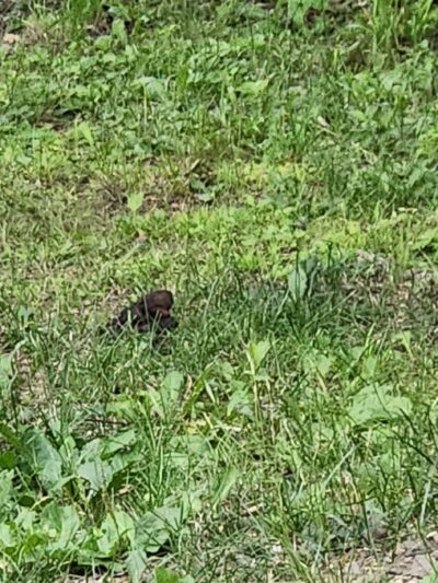 Lake view Park and Campground - Rib Lake, WI
