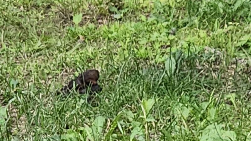Lake view Park and Campground - Rib Lake, WI