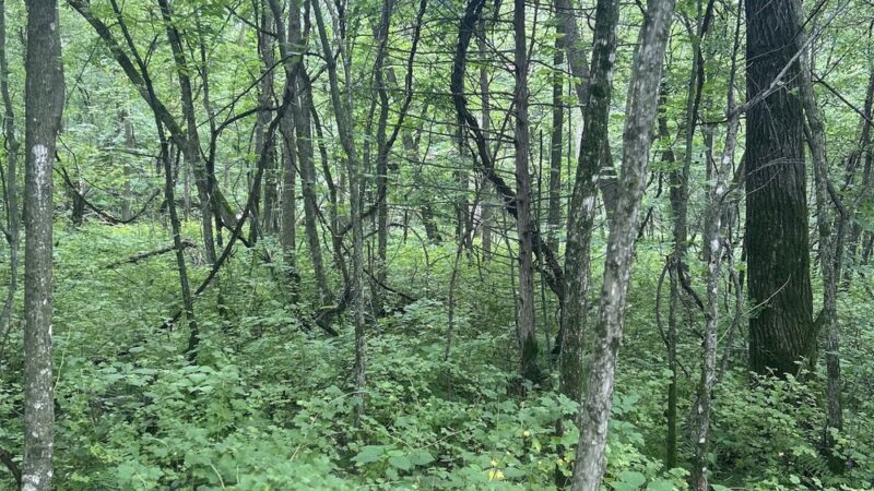 Mississippi River County Park Upper Group - Rice, MN
