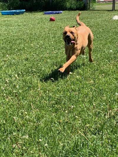 Paws in the Country - Rice, MN