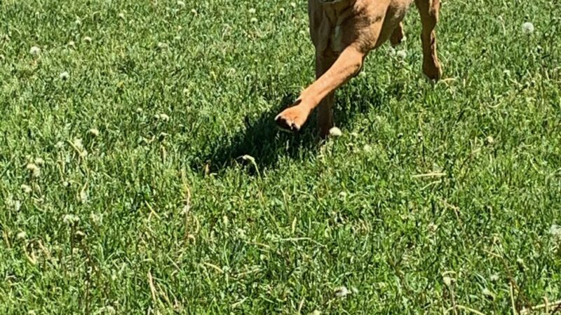 Paws in the Country - Rice, MN
