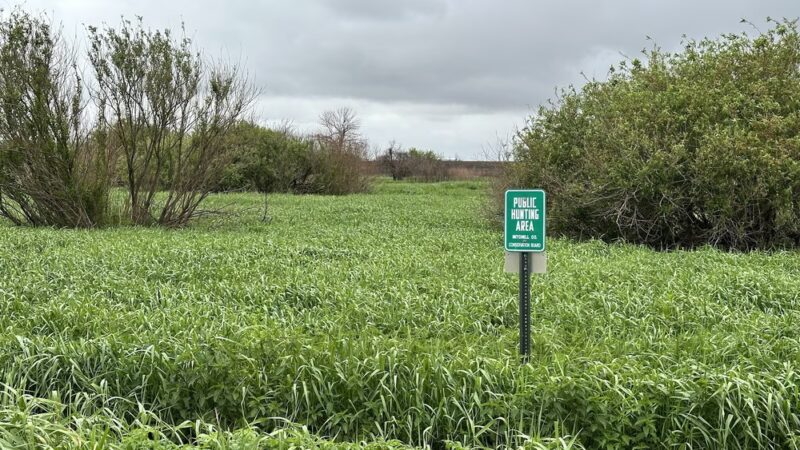 Dale Wildlife Area - Riceville, IA