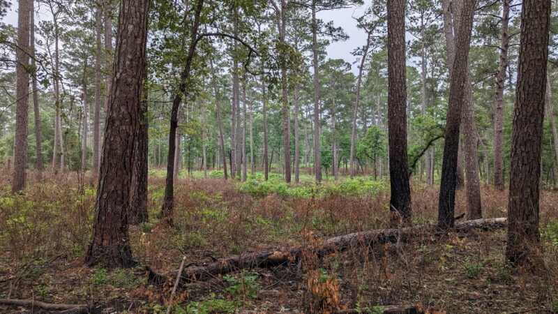 LSHT Trailhead #1: Richards - Richards, TX