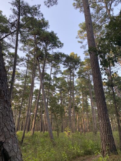 LSHT Trailhead #1: Richards - Richards, TX