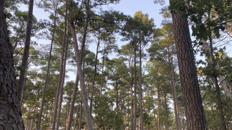 LSHT Trailhead #1: Richards - Richards, TX