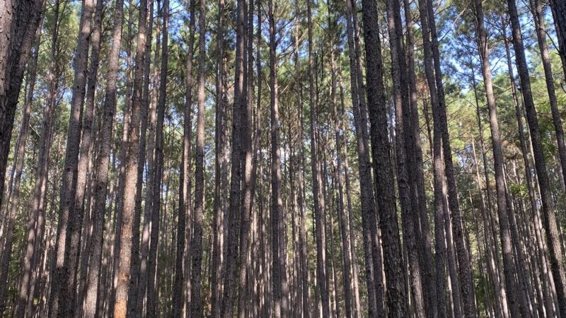 LSHT Trailhead #1: Richards - Richards, TX