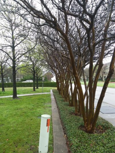 Buckingham Park - Richardson, TX
