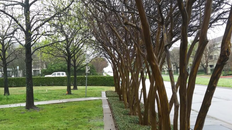 Buckingham Park - Richardson, TX