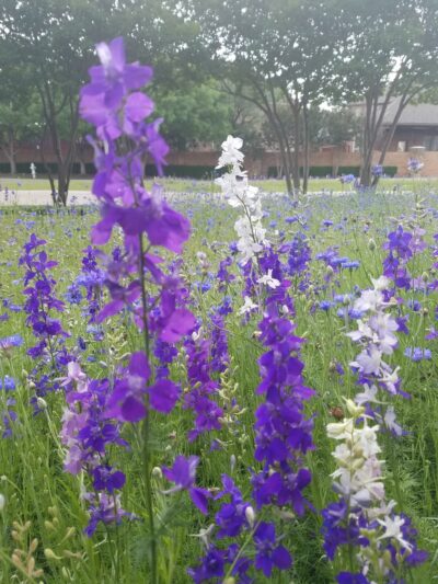 Buckingham Park - Richardson, TX