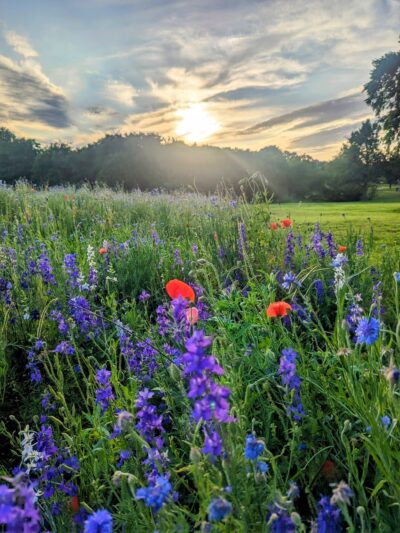 Crowley Park - Richardson, TX