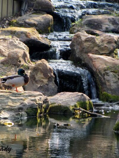 Crowley Park - Richardson, TX