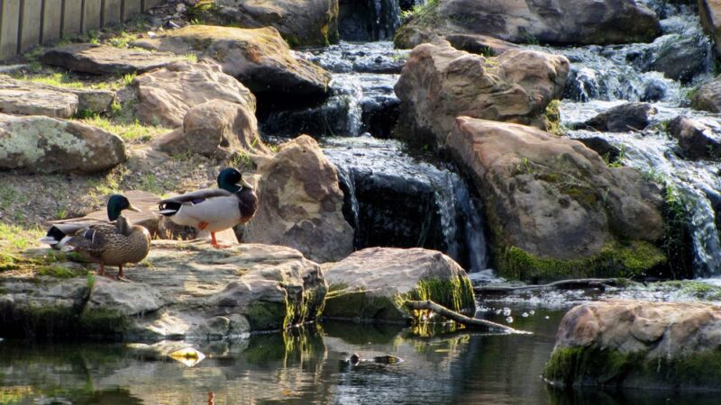Crowley Park - Richardson, TX