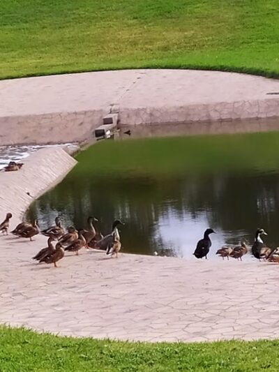 Duck Creek Linear Park - Richardson, TX