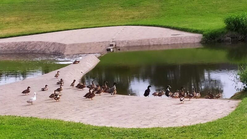 Duck Creek Linear Park - Richardson, TX