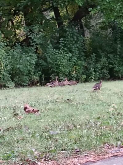 Sheridan Park - Richfield, MN