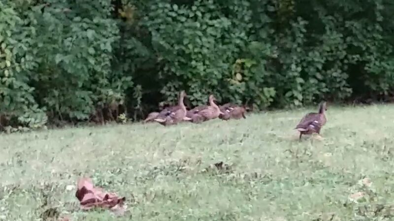 Sheridan Park - Richfield, MN