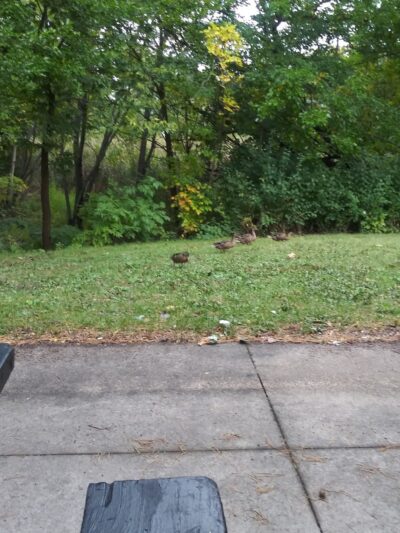 Sheridan Park - Richfield, MN