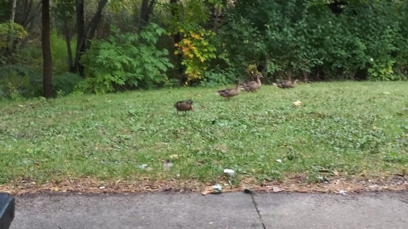 Sheridan Park - Richfield, MN