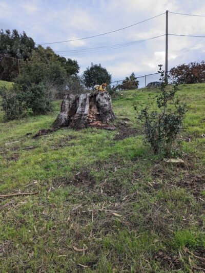 Mira Vista Field - Richmond, CA