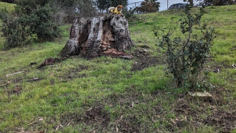 Mira Vista Field - Richmond, CA