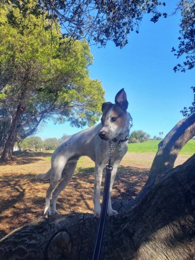 Mira Vista Field - Richmond, CA