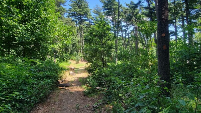 Forest Park Hiking Trails - Richmond Hill, NY