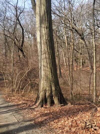Forest Park Hiking Trails - Richmond Hill, NY