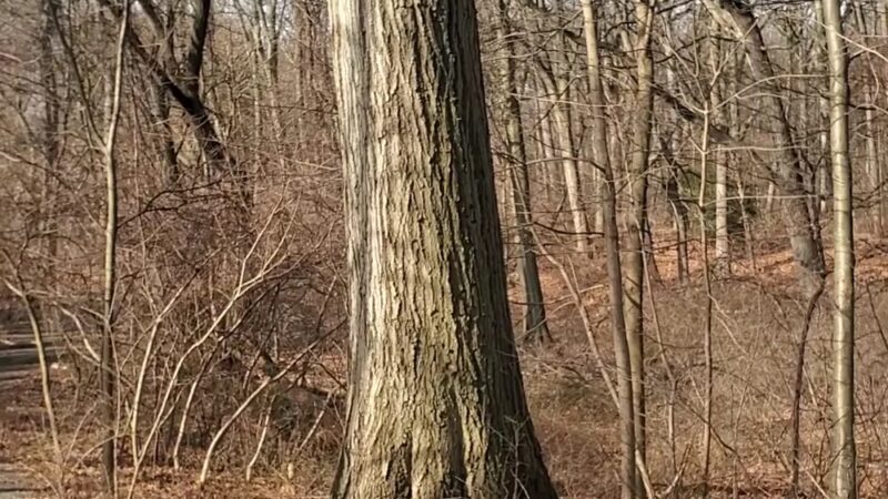 Forest Park Hiking Trails - Richmond Hill, NY