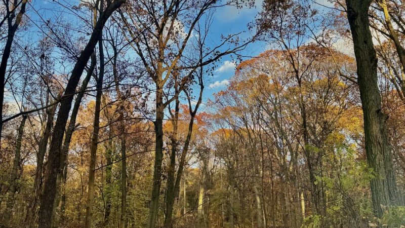 Forest Park Hiking Trails - Richmond Hill, NY
