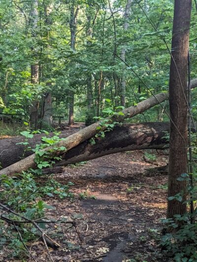 Forest Park Hiking Trails - Richmond Hill, NY